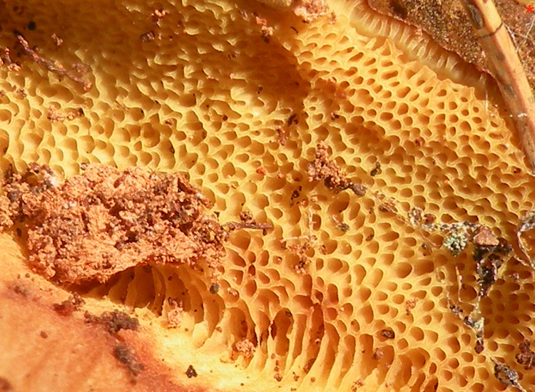 Due Boletaceae trentine